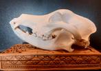Schedel rhodesian ridgeback, Ophalen of Verzenden, Gebruikt, Paard, Schedel