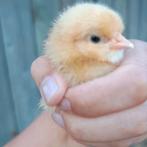 Broedeieren Orpington Buff, Dieren en Toebehoren, Pluimvee, Geslacht onbekend, Kip