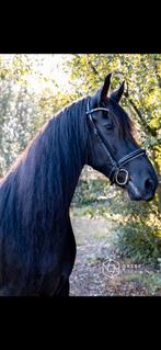 Lieve Friese merrie voor recreatie/coachingspaard/leerpaard, Dieren en Toebehoren, 11 jaar of ouder, Merrie, Gechipt, Recreatiepaard