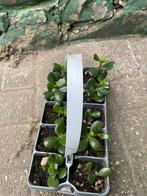 Crassula ovata vetplanten 10 stuks, Huis en Inrichting, Kamerplanten, Ophalen, Overige soorten, Minder dan 100 cm