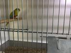 Turquasine parkieten geel roodbuik, Dieren en Toebehoren, Vrouwelijk, Parkiet