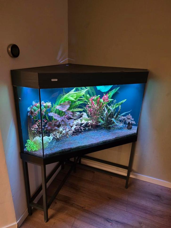 Compleet hoekaquarium – CO₂, LED, pH-contr, 2 filters, etc!, Dieren en Toebehoren, Vissen | Aquaria en Toebehoren, Zo goed als nieuw