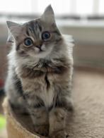 BRITISH LONG HAIR, CATS, Kater, Gechipt, 0 tot 2 jaar
