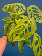 Monstera Esqueleto p12 (2), Huis en Inrichting, Kamerplanten, Ophalen of Verzenden, Halfschaduw, Minder dan 100 cm