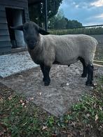 Suffolk dekram, Dieren en Toebehoren, Schapen, Geiten en Varkens, Mannelijk, Schaap