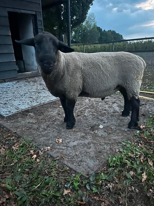 Suffolk dekram, Dieren en Toebehoren, Schapen, Geiten en Varkens, Schaap, Mannelijk