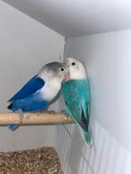 Schitterende koppel Agapornis Fischeri, Dwergpapegaai of Agapornis, Tam