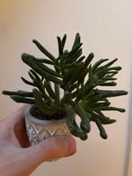 Crassula Ovata 'Gollum' Vetplant in Pot, Huis en Inrichting, Ophalen, Vetplant, Halfschaduw, In pot