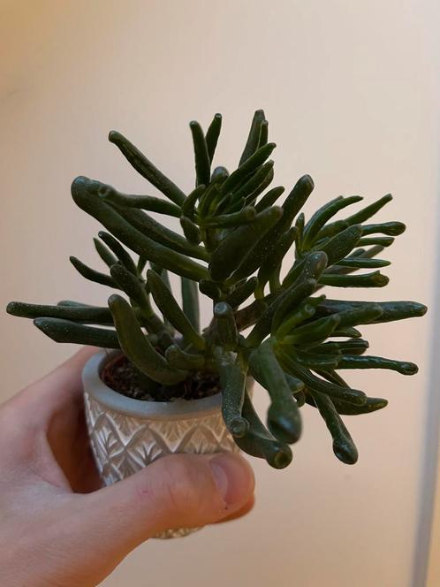 Crassula Ovata 'Gollum' Vetplant in Pot, Huis en Inrichting, Kamerplanten, Vetplant, Minder dan 100 cm, Groene kamerplant, Halfschaduw