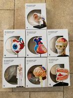 Anatomie modellen 3d miniatuur uitvoering, Diversen, Schoolbenodigdheden, Ophalen of Verzenden, Gebruikt