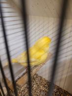 Koppel gele kanaries, Dieren en Toebehoren, Vogels | Kanaries, Meerdere dieren, Kleurkanarie