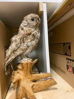 Opgezette Bosuil op Houten Sokkel, Ophalen