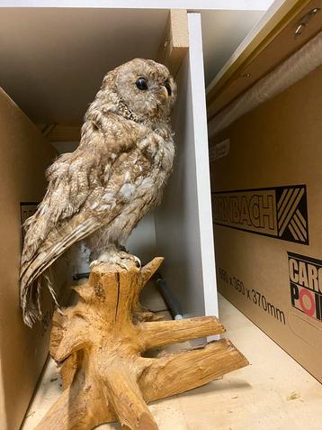 Opgezette Bosuil op Houten Sokkel beschikbaar voor biedingen