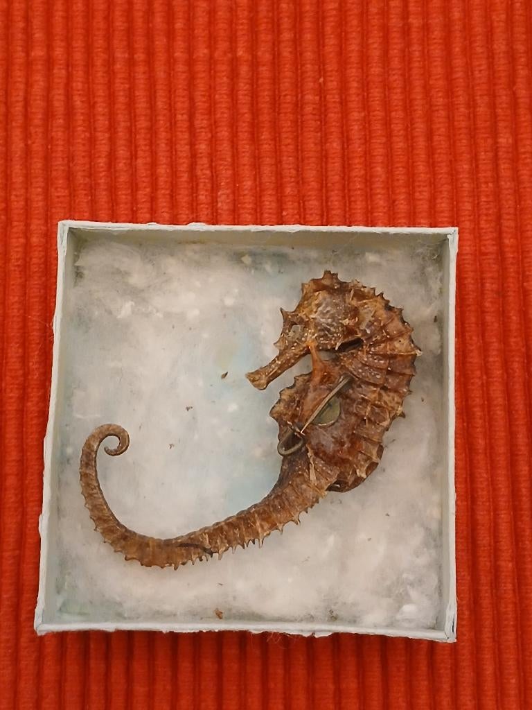 Prachtige broche met origineel zeepaardje in doosje, Sieraden, Tassen en Uiterlijk, Broches, Overige materialen, 4 tot 7 cm, Bruin