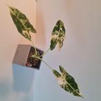 Alocasia frydek variegata, Huis en Inrichting, Kamerplanten, Overige soorten, Minder dan 100 cm, Ophalen of Verzenden, Volle zon