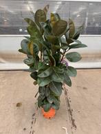 Ficus robusta p 24 cm h 150 cm, Huis en Inrichting, Kamerplanten, Ophalen, Ficus, Halfschaduw