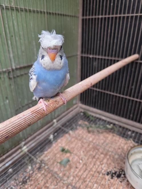 jonge hagome grasparkiet 6 wk en kuifparkiet split voor hago, Dieren en Toebehoren, Vogels | Parkieten en Papegaaien, Parkiet