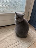Lieve Britse korthaar op zoek naar een warm huisje, Dieren en Toebehoren, Katten en Kittens | Overige Katten, Poes