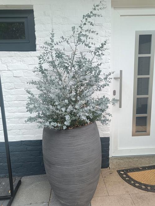 2 Grote Plantenbakken - Weg Wegens Verhuizing - Snel Ophalen, Tuin en Terras, Bloembakken en Plantenbakken, Zo goed als nieuw