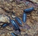 meerdere geleedpotige te koop, Dieren en Toebehoren, Overige soorten