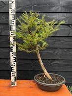 Bonsai Lariks 2, Bloeit niet, Halfschaduw, Overige soorten, Minder dan 100 cm