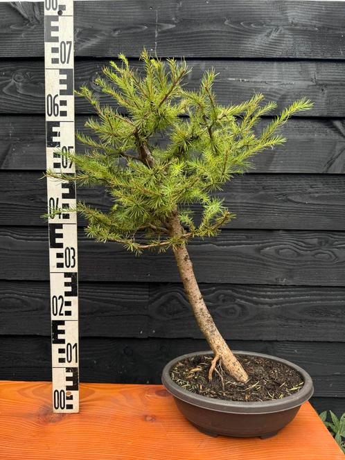Bonsai Lariks 2, Tuin en Terras, Planten | Bomen, Overige soorten, Minder dan 100 cm, Halfschaduw, Bloeit niet, In pot, Ophalen