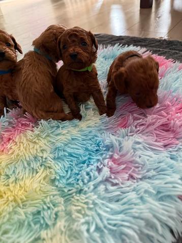 Toy Poedel pups 🐩🐩🐩 ophalen Sinteklaas 3 reu 5 weken beschikbaar voor biedingen