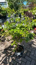 Cornus kausa, Tuin en Terras, Planten | Bomen, Ophalen, Volle zon, Overige soorten