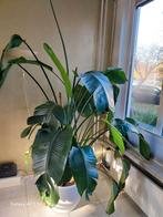 Strelitzia, Ophalen of Verzenden, Halfschaduw, 150 tot 200 cm