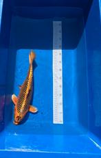 Aka Matsuba 45cm, Dieren en Toebehoren, Vissen | Vijvervissen, Karper of Koi