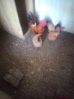 Schabo kriel broedeieren, Dieren en Toebehoren, Geslacht onbekend, Kip
