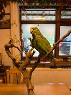 Geelvoorhoofdamazone papegaai, Verzamelen, Ophalen, Gebruikt, Vogel, Opgezet dier