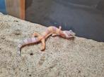 Luipaardgekko #1, Dieren en Toebehoren, Hagedis, 0 tot 2 jaar