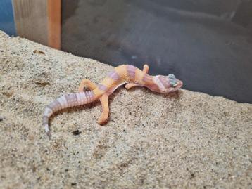 Luipaardgekko #1 beschikbaar voor biedingen