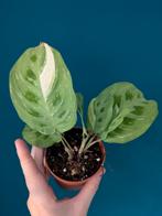 Marantha Kerchoveana Variegata plantje, Huis en Inrichting, Kamerplanten, Ophalen of Verzenden, Halfschaduw, Minder dan 100 cm