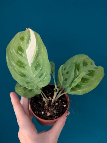 Marantha Kerchoveana Variegata plantje beschikbaar voor biedingen