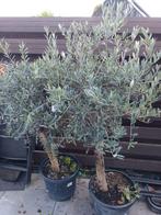 Mooie olijfboom - Prachtige aanwinst!, Tuin en Terras, Planten | Bomen, Bloeit niet, 100 tot 250 cm, Olijfboom, Ophalen