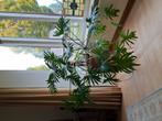 Philodendron Xanadu, Ophalen, Overige soorten, Halfschaduw, In pot