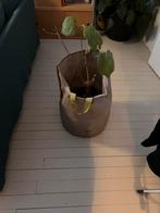 gratis kamerlinde, Tuin en Terras, Ophalen, Zo goed als nieuw, Rond, Hout