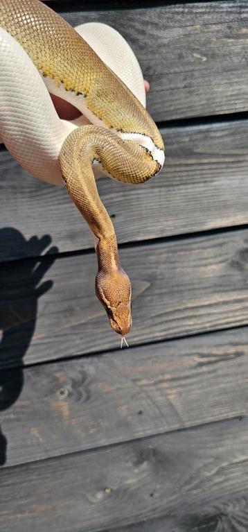 0.1 Mojave piebald beschikbaar voor biedingen
