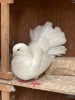Pauwstaarten te koop, Meerdere dieren, Overige soorten