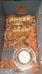 0.1 spider mojave het pied  bewezen., Slang