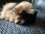 Langharig bonte zeugjes cavia Babies Pevuriaans, Dieren en Toebehoren, Knaagdieren, Juni, Meerdere dieren, Cavia