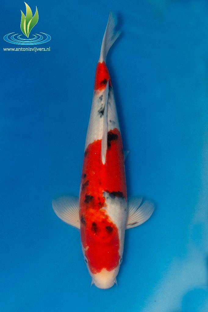 072 Sanke, Dieren en Toebehoren, Vissen | Vijvervissen, Karper of Koi