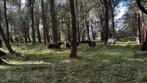 Galloway’s, Dieren en Toebehoren, Runderen, Meerdere dieren