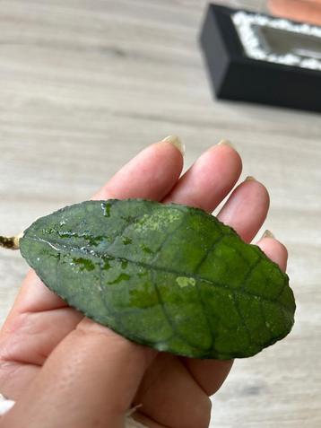 HOYA SP. NONG NOOCH IML 1541   beschikbaar voor biedingen