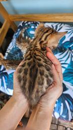 ☆Top ras☆ Bengaalse kittens met stamboom, Dieren en Toebehoren, Katten en Kittens | Raskatten | Korthaar, Meerdere dieren, Met stamboom