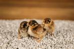 Barnevelder groot kippen kuikens | Gesekst en Ingeënt, Dieren en Toebehoren, Pluimvee, Vrouwelijk, Kip