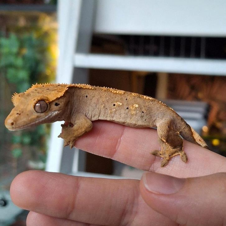Leuke jonge harlequin dalmatian wimpergekko / crested gecko
