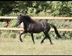 TOP merrie,NMPRS,drachtig, minipaard, miniatuurpaard, Dieren en Toebehoren, Merrie